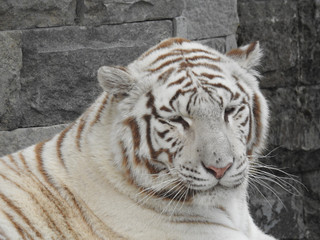 tigre blanc