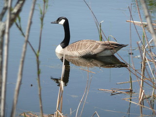 Canadian Goose