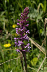 Gymnadenia conopsea; fragrant orchid or marsh fragrant orchid on Alp Palfries, Switzerland