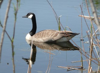 Canadian Goose