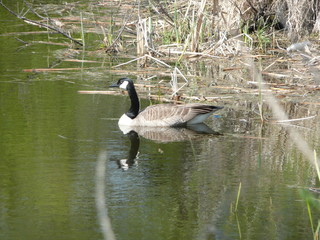 Canadian Goose