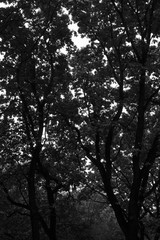silhouette of a tree