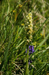 Pseudorchis albida; small white orchid on Alp Palfries, Swiss Alps