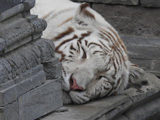 tigre blanc