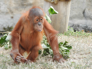 Naklejka premium orang outan