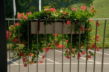 Red Geraniums on fence at Wangs station, Swiss Alps