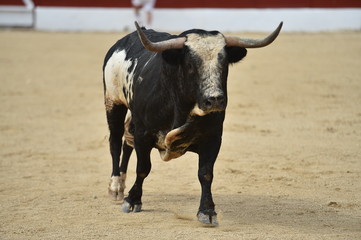 toro español