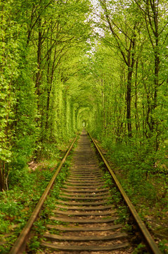 Naklejki Natural tunnel formed by trees in Ukraine, Klevan  called as tunnel of love