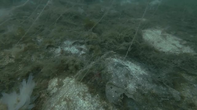 underwater landscape, seabed overgrown with brown algae Cat Gut, Dead Man's Rope or Sea Lace (Chorda filum), Laminaria and ascidian colony Transparent sea squirt (Ciona intestinalis) 
