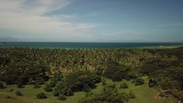 Paradise Beach with Palms aerial