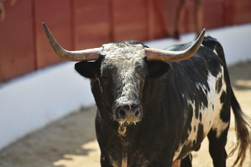 cabeza de toro