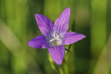 Wiesen-Glockenblume, Campanula patula, Blick in die Blüte, Bayern, Deutschland, Europa