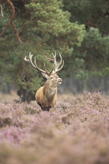 Red Deer