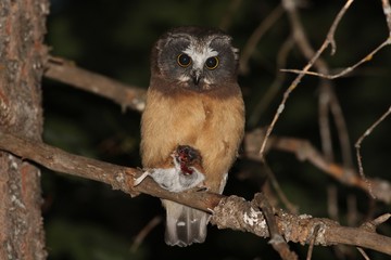 Saw-Whet Owl Arizona