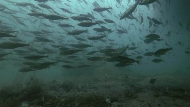 school of Black cod fish or Smallscaled Cod (Notothenia microlepidota) swimming underwater in shallow water near shore
