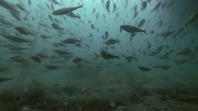 school of Black cod fish or Smallscaled Cod (Notothenia microlepidota) swimming underwater in shallow water near shore
