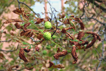 Kastaniensterben - Braune Blätter Kastanie