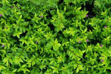 Obraz premium Plant countless fresh and green leaves ,many details green leaves wall background,top view