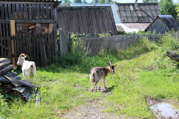 Obraz na płótnie Canvas Goats are domestic animals grazing in the village.