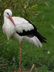 Storch
