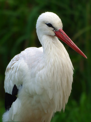 Storch
