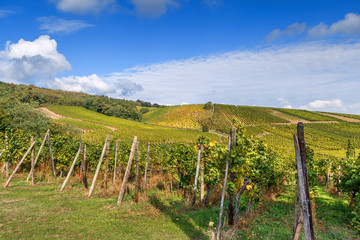 Fototapeta na wymiar Vineyard in Alsace, France