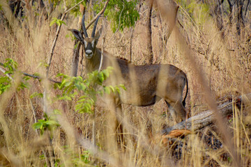 Antilope versteckt sich im Dickicht, Mole Nationalpark, Northern Region, Ghana