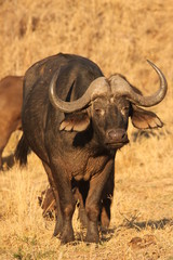 Obraz premium Buffalo in Kruger National Park