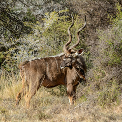 Kudu Bull