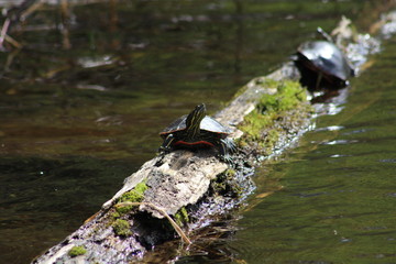 Turtles