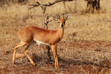 Steenbok in Kruger National Park