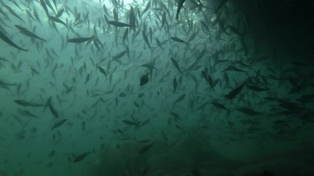 school of Black cod fish or Smallscaled Cod (Notothenia microlepidota) swimming underwater in shallow water near shore
