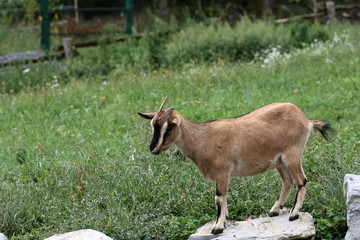 capra marrone e nera con sfondo prato 