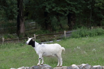 Obraz premium capra bianca e nera su rocce con sfondo prato e alberi