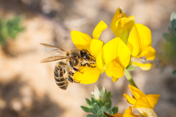 Bee