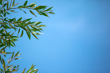 little green leaves on a branch against a blue sky background