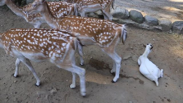 Cerbiatti, Fawns