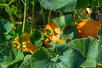 Ripening pumpkin,cucurbit on a hot August day in the countryside in the garden.