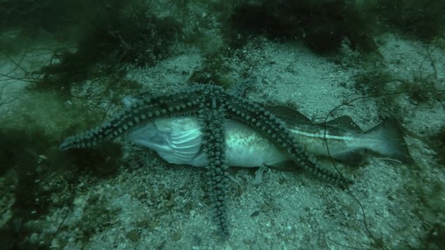 Spiny Starfish (Marthasterias glacialis) eating dead fish Atlantic cod (Gadus morhua)    
