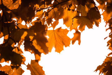 autumn maple leaves on white background in sunlight