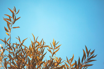 little yellow leaves on a branch against a blue sky background