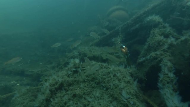 Garbage dump underwater in Norwegian Sea in the fjord. School of Norway pout (Trisopterus esmarkii) swim over dump
