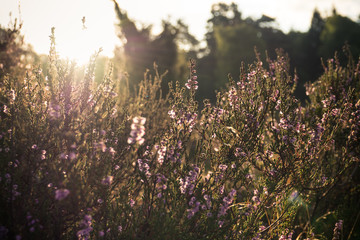 Heidekraut im Sonnenlicht