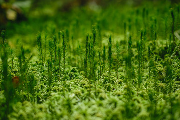 Green moss background