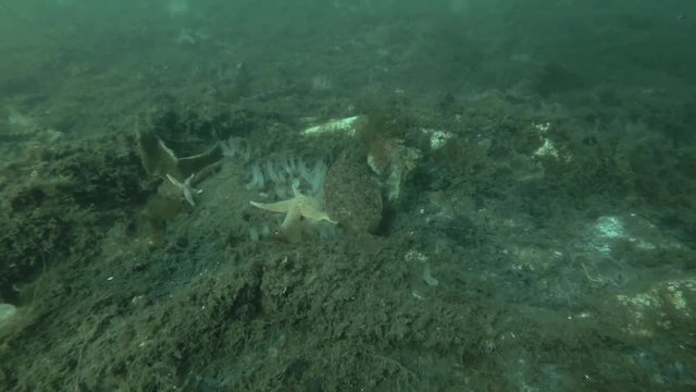 Lemon sole (Microstomus kitt) swim over seabed overgrown with brown algae Sea Lace (Chorda filum), Laminaria and ascidian colony Transparent sea squirt (Ciona intestinalis, Ascidia intestinalis) 
