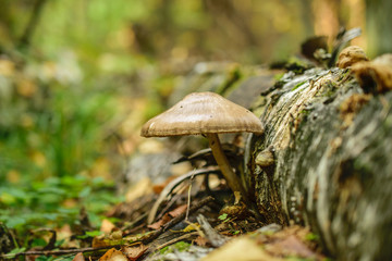 Toadstool near trunk