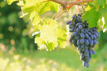 ripe bunches of blue grape fruit of autumn harvest ready for further processing in agriculture and manufacturing and wine