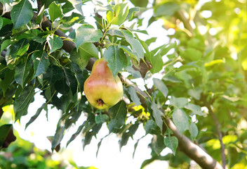 ripe pear with a red side on a tree branch in the rays of a bright sun on a warm autumn day