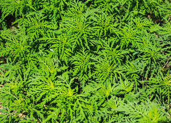 Ragweed Plants (Ambrosia artemisiifolia) Causing Seasonal Allergy. As a Background
