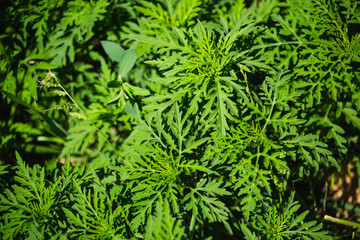 Naklejka na ściany i meble Ragweed Plants (Ambrosia artemisiifolia) Causing Allergy